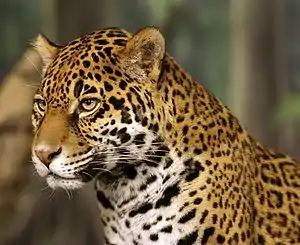 Jaguar (Panthera onca, Felidae).