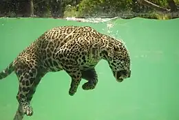 Image illustrative de l’article Zoo de Bordeaux Pessac