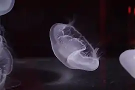 Aurelia cf. coerulea