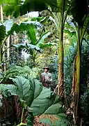 Jardin Jungle Karlostachys,