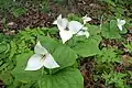 Trillium simile