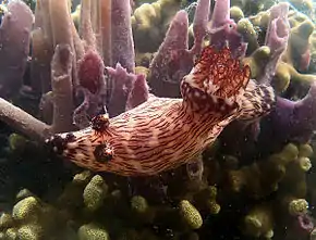 Jorunna veineuse (Jorunna rubescens)