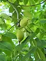 Fruits de Juglans cinerea