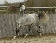 Cheval au trot dans un rond de travail.