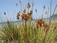 Juncus acutus