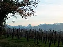 Vignes de jurançon en hiver face aux Pyrénées : en plein centre de l'image, le pic du Midi d'Ossau.