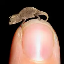 Brookesia micra juvénile sur un ongle de doigt