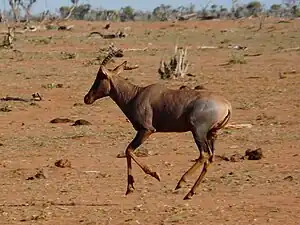 Un topi au Kenya en novembre 2013.