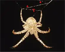 Une araignée beige avec des piquants vue du côté de son ventre, la tête en bas, à travers sa toile.