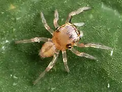 Après la première mue