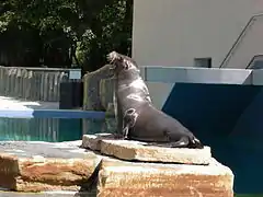 Otarie de Californie au zoo de Ljubljana