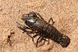 Écrevisse américaine.