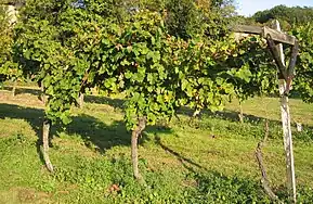Vignes en hautains du Pfälzer Kammerbau dans le Palatinat, méthode culturale utilisée jusqu'au XVIIIe&nbsp;siècle