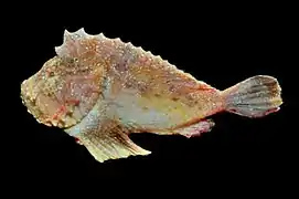 Kanekonia queenslandica, un Aploactinidae.