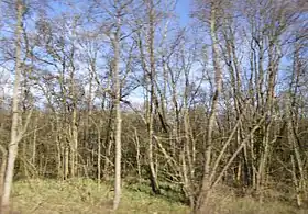 Image illustrative de l’article Kennet Valley Alderwoods