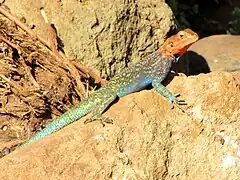 Agama lionotus.