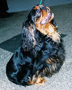 Image illustrative de l’article King Charles Spaniel