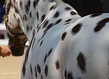 Vue arrière d'un cheval blanc avec de nombreuses petites taches rondes.