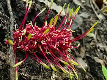 Gros plan sur une fleur de couleur pourpre et jaune.