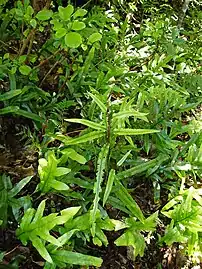 Jeune pousse d'arbre, haut de quelques dizaines de centimètres.
