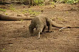 Varanus komodoensis (Varanidae).