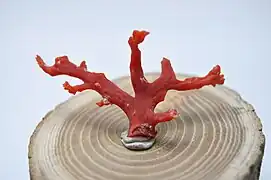 Morceau de véritable corail rouge.