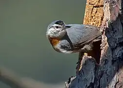 Sittelle de Krüper (S. krueperi).