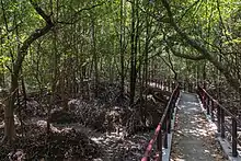 ... s'enfonçant au cœur de la mystérieuse mangrove.