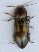 Selatosomus cruciatus.