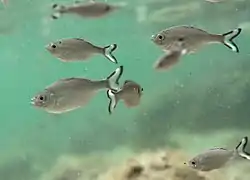 Un banc de Kuhlia caudavittata juvéniles