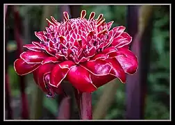 Un type de fleur de gingembre ouvert.