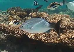 Une saupe Kyphosus bigibbus