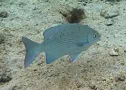 Calicagère bleue (Kyphosus cinerascens)