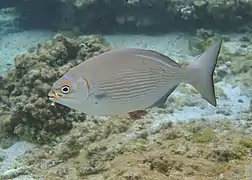Une saupe grise à lignes jaunes (Kyphosus vaigiensis)