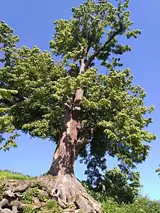 Tilleul remarquable à Veľký Poříčí.