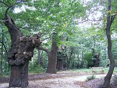 Châtaigniers de Tournebride.