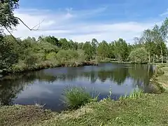 Les tourbières de La Chapelle-Grésignac, dans le nord-ouest.