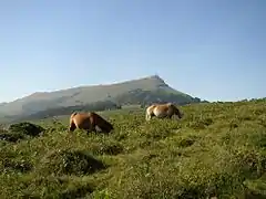 Chevaux en liberté de l'espèce pottok avec La Rhune en fond.