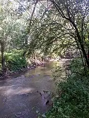Photographie en couleurs d'un petit cours d'eau ombragé avec jeux de lumière dans la végétation