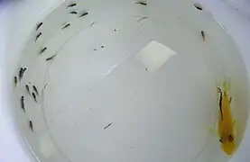 Femelle et ses jeunes encore frêles (ici une vingtaine), mais en nage libre