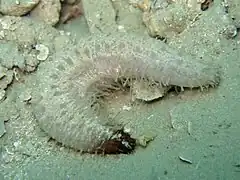 Labidodemas semperianum.