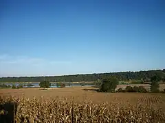 Champs de maïs autour du lac de Puydarrieux en octobre 2018.