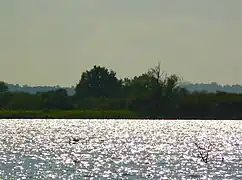 Le lac de Grand Lieu