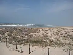 Dunes à Lacanau-Océan.