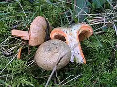 Lactarius deterrimus.