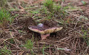 Lactarius rufus, un des champignons les plus « chauds ».