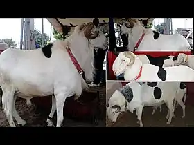 Moutons de race Ladoum
