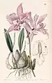 Laelia furfuracea, Mexique (Oxaxca).