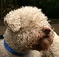 lagotto blanc