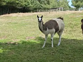 Image illustrative de l’article Parc animalier de Pradinas